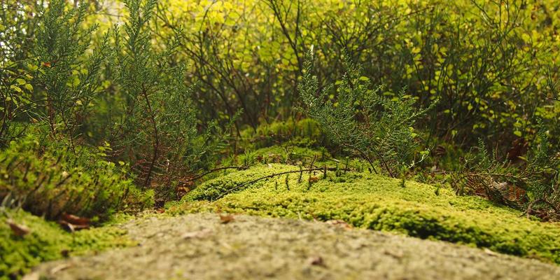 巴西利亚建筑奇迹之旅：从奥斯卡·尼迈耶的现代主义到世界文化遗产
