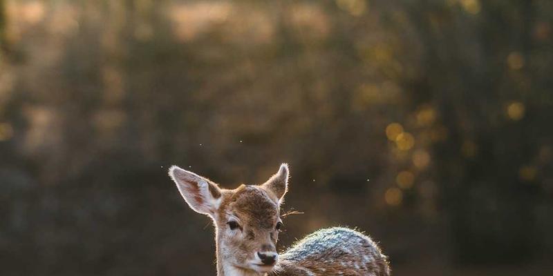 巴西的欧洲心脏：布卢梅瑙十月节，在桑巴舞与亚马逊雨林之外的另一面巴西
